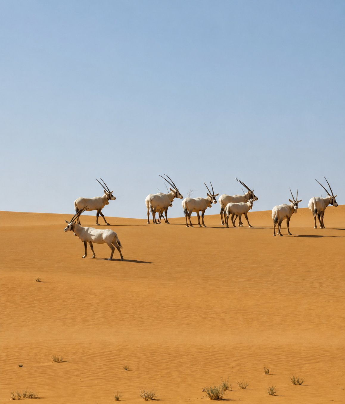 عروق بني معارض